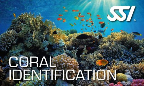 CORAL IDENTIFICATION (SSI Courses)