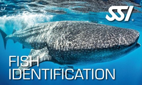FISH IDENTIFICATION (SSI Courses)