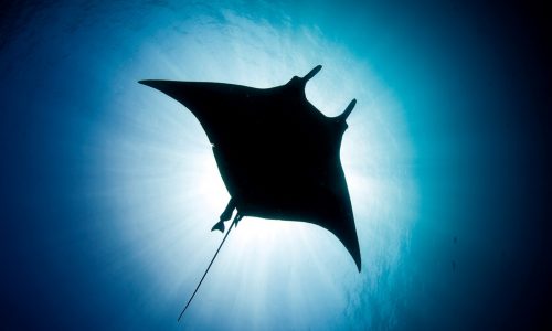 MANTA AND RAY ECOLOGY (SSI Courses)